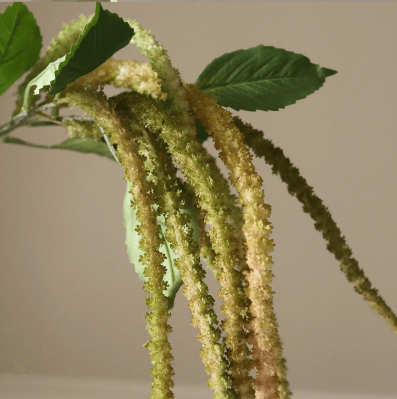Botané Studios Light green Three Forks Amaranthus Flower