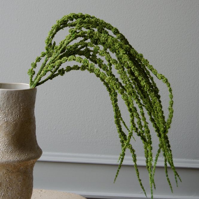 Hovedbilde Botané Studios Amaranthus Caudatus 