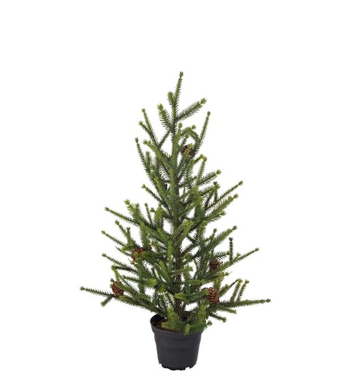 Mr Plant Gran i potte H55 cm