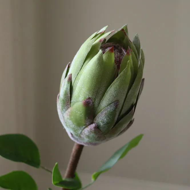 Hovedbilde Botané Studio - King Protea blomst / grønn