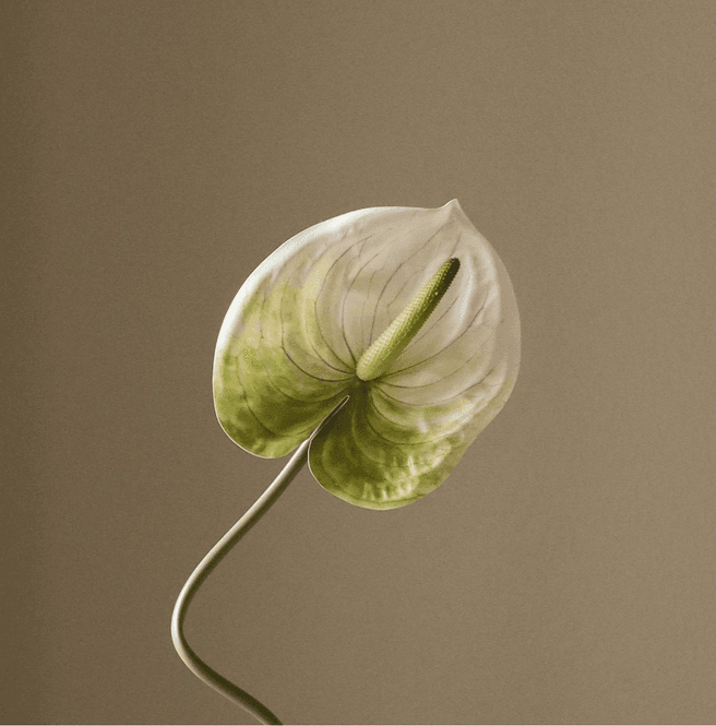 Hovedbilde Botané Studios Anthurium White