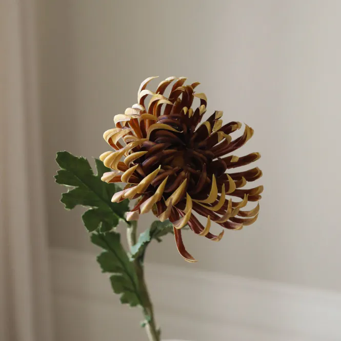 Hovedbilde Botané Studio - Dahlia brun